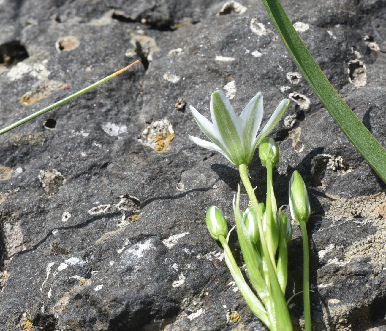 Изображение особи Ornithogalum oligophyllum.