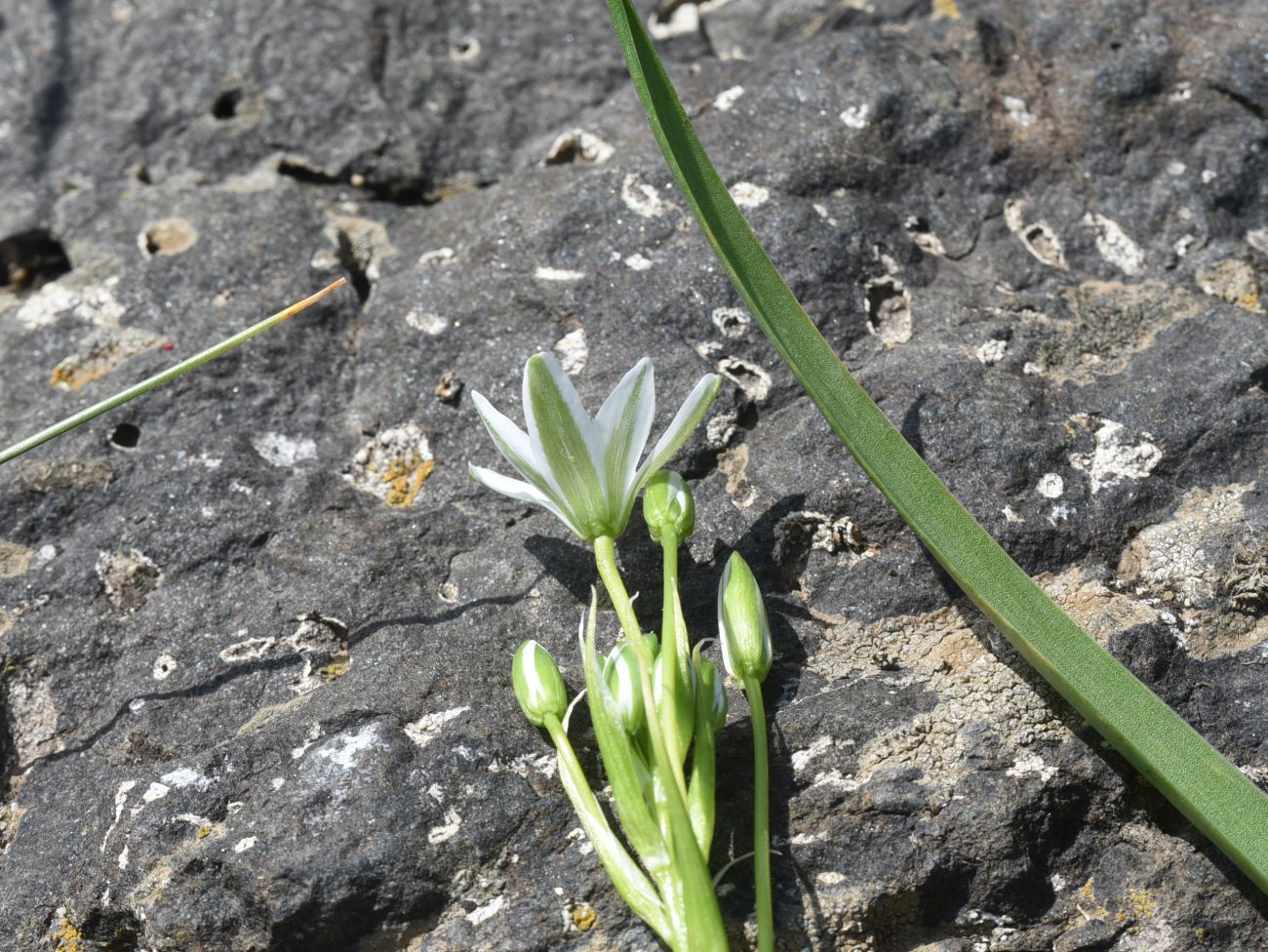 Изображение особи род Ornithogalum.