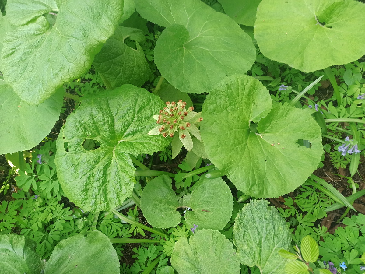 Image of Petasites japonicus specimen.