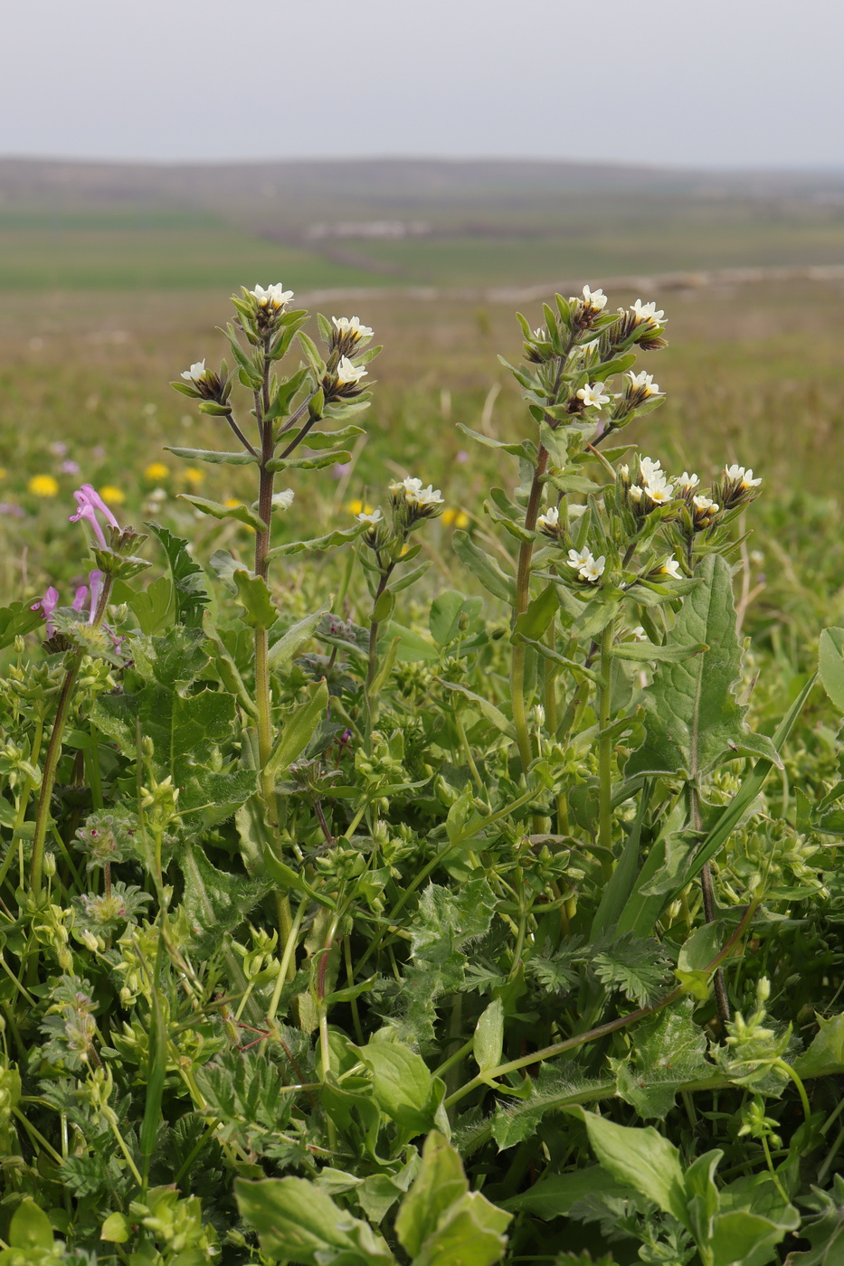 Изображение особи Buglossoides rochelii.