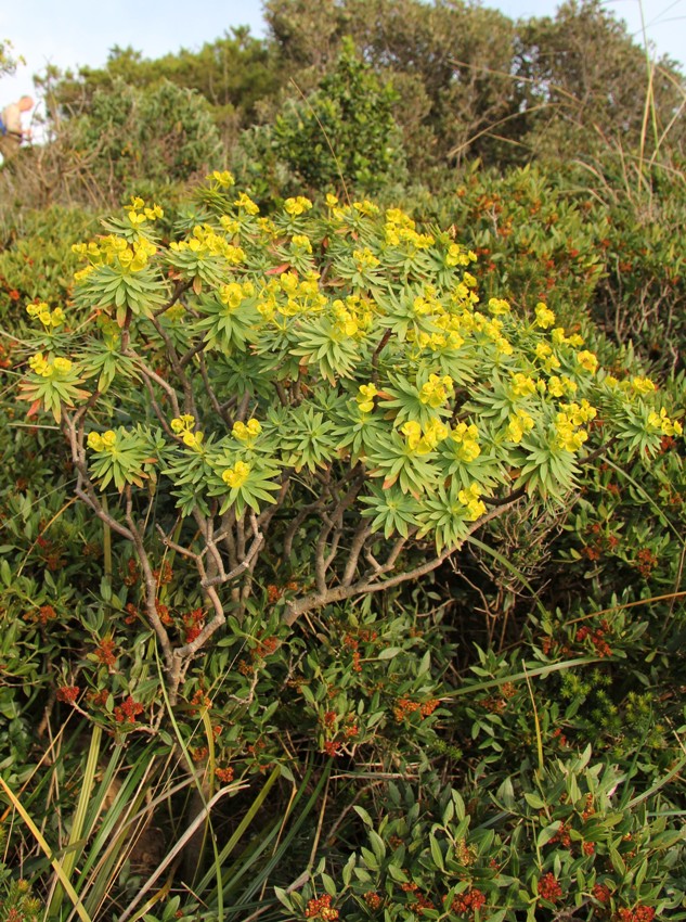 Изображение особи Euphorbia dendroides.