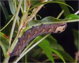 Chamaenerion angustifolium. Часть побега с питающейя гусеницей бабочки-бражника (Deilephila elpenor). Московская обл., Раменский р-н, окр. дер. Хрипань, садовый участок. 06.09.2017.