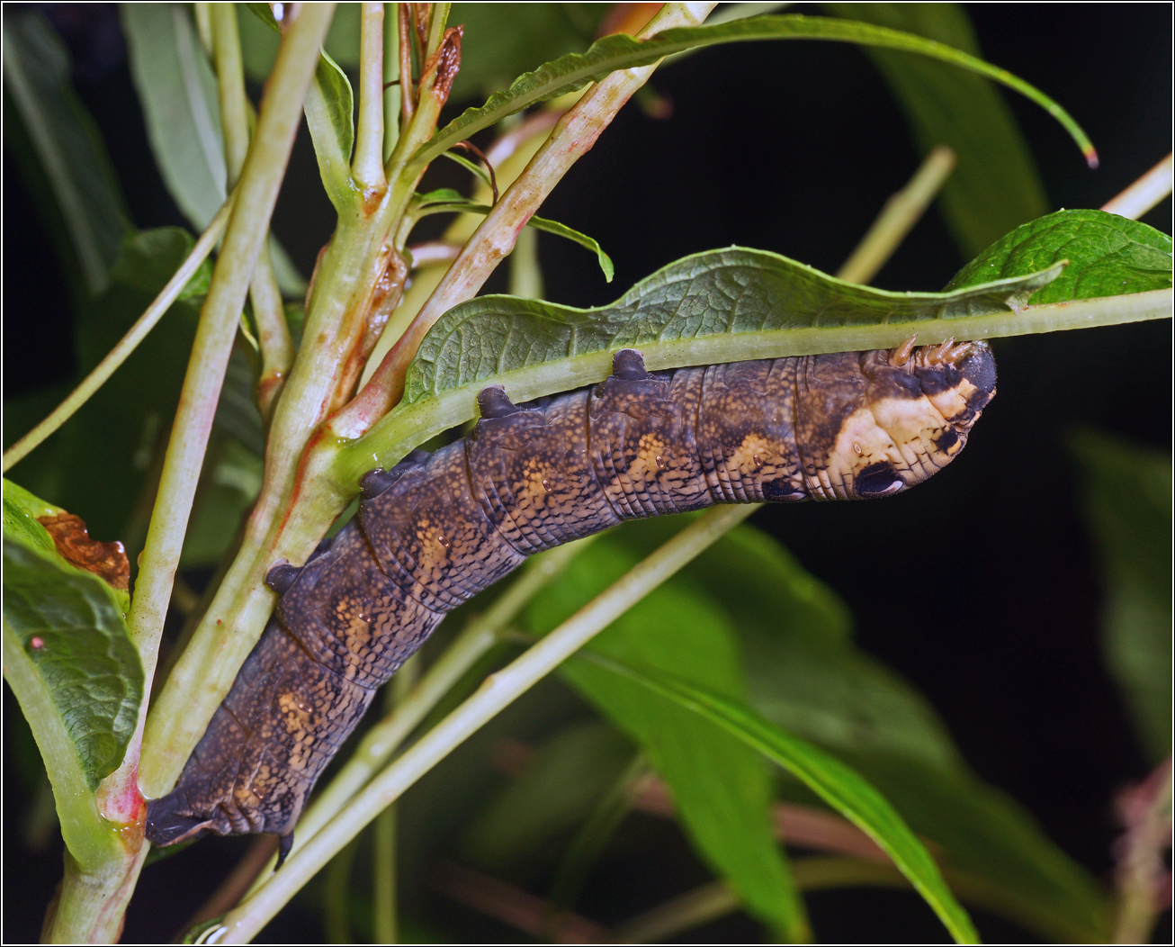 Изображение особи Chamaenerion angustifolium.