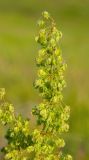 род Rumex