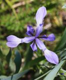 Iris oxypetala. Цветок. Приморский край, Хасанский р-н, юго-западный берег бухты Рейд Паллада, окр. мыса Мраморный, морская терраса, антропогенная лужайка. 15.05.2026.