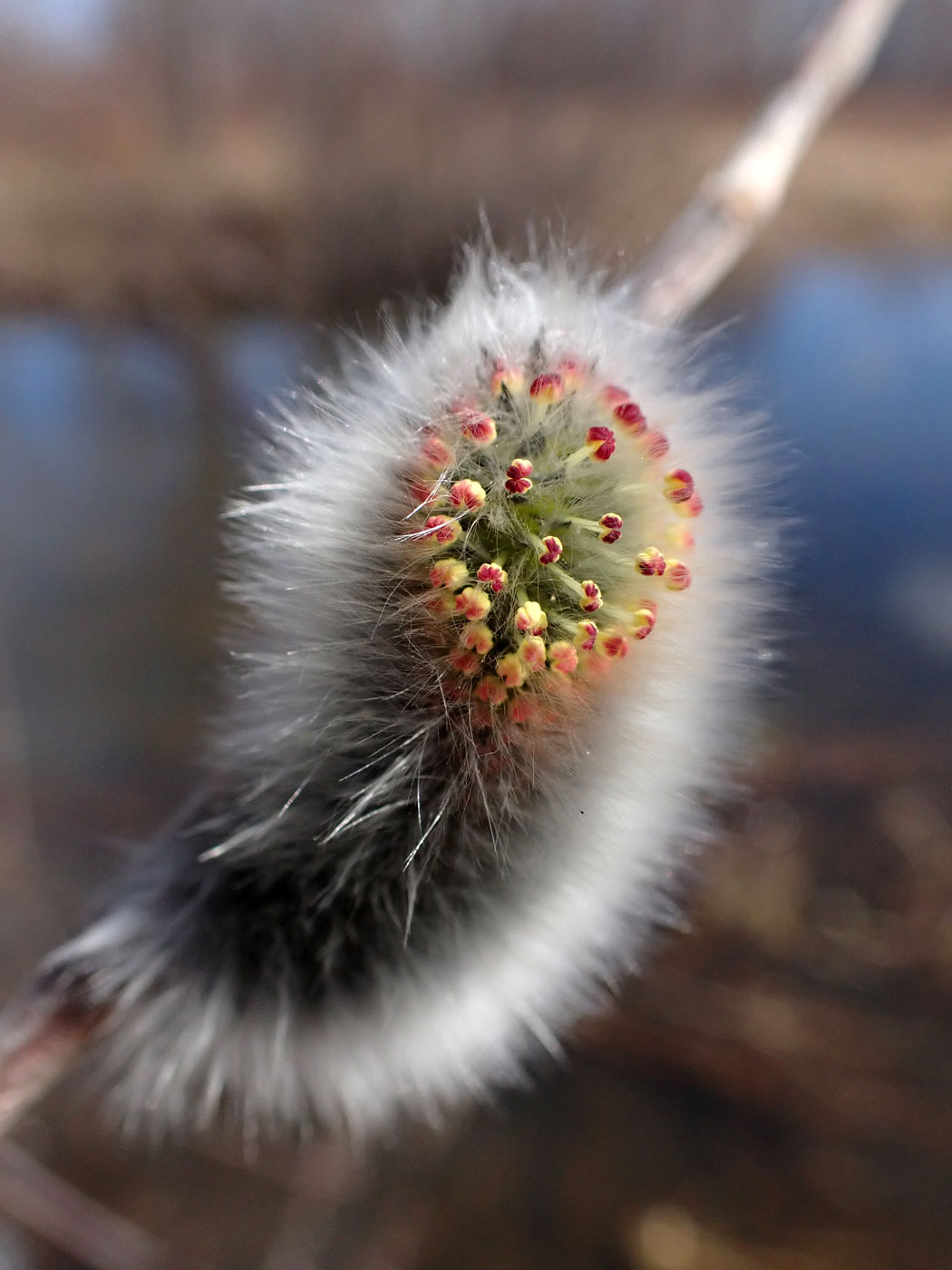 Image of Salix miyabeana specimen.