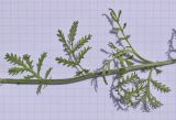 Anthemis triumfetti