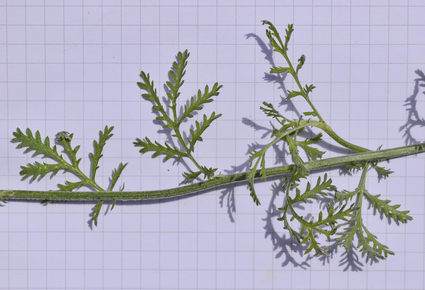 Image of Anthemis triumfetti specimen.
