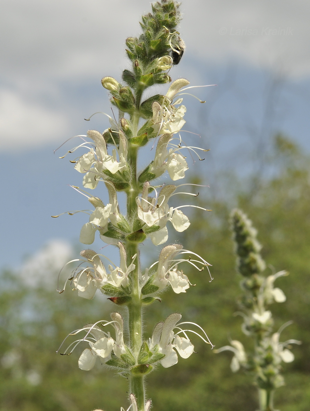 Image of Salvia austriaca specimen.
