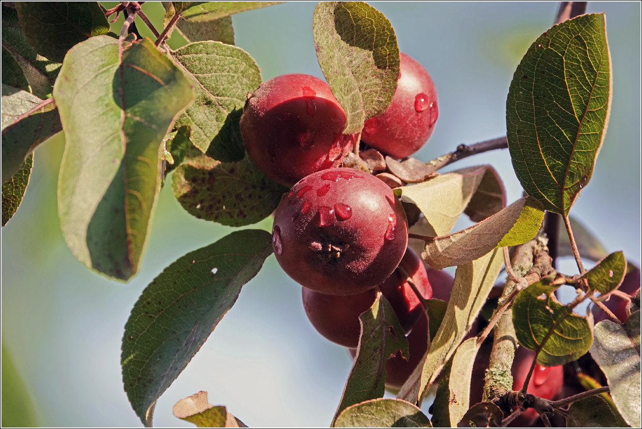 Image of Malus niedzwetzkyana specimen.