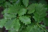 genus Quercus