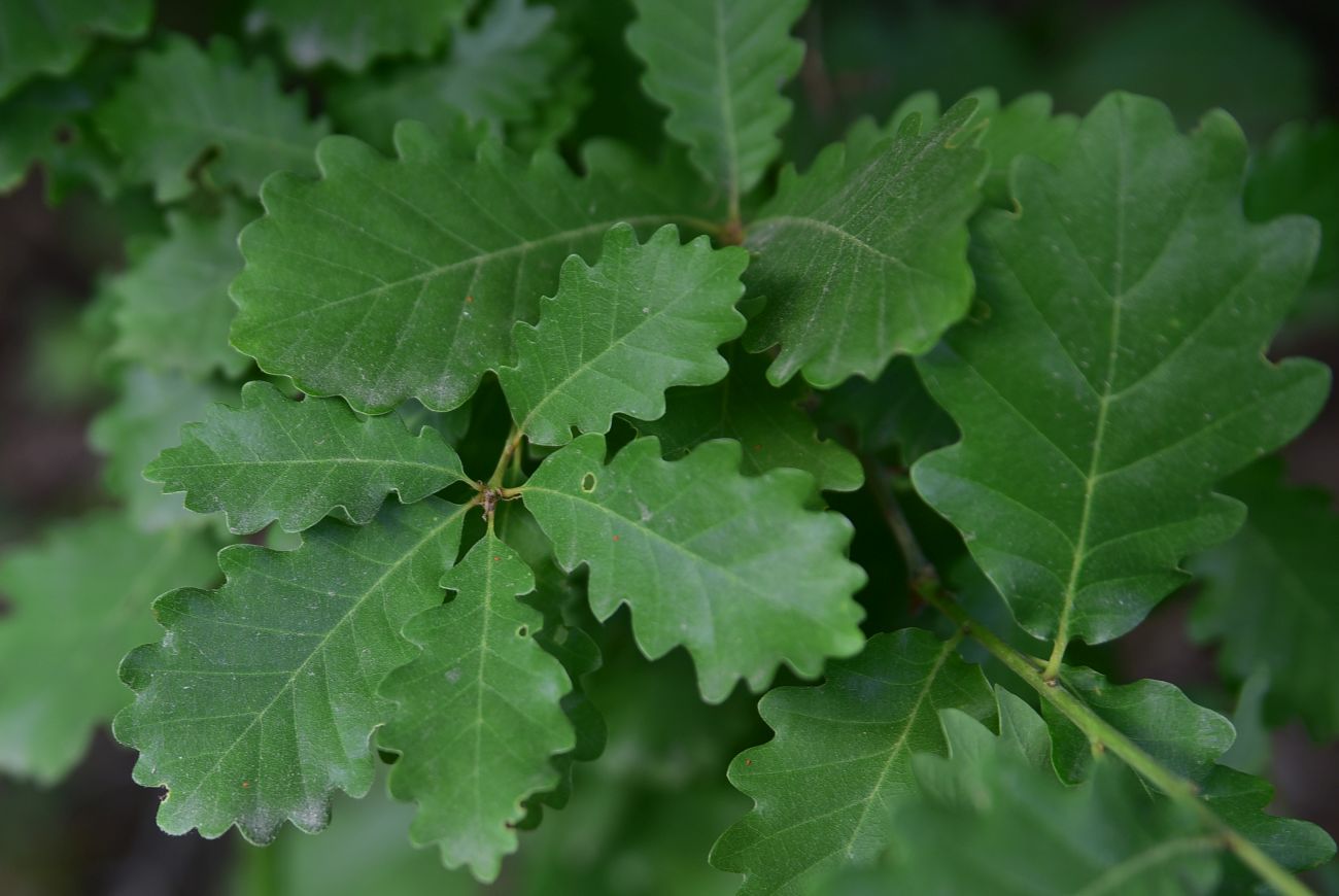 Image of genus Quercus specimen.