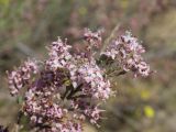 genus Tamarix