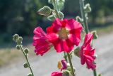Alcea rosea. Часть побега с цветками и бутонами. Беларусь, Брестская обл., Каменецкий р-н, дер. Бобинка, в культуре. 30.06.2026.