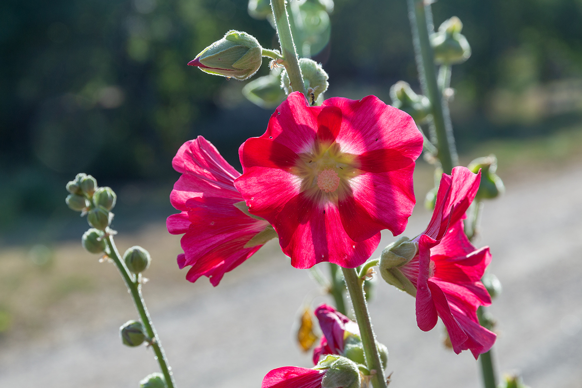 Image of Alcea rosea specimen.