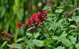 Pentas lanceolata. Верхушка побега с соцветием. Португалия, о-в Мадейра, г. Фуншал, в культуре. 10.06.2026.