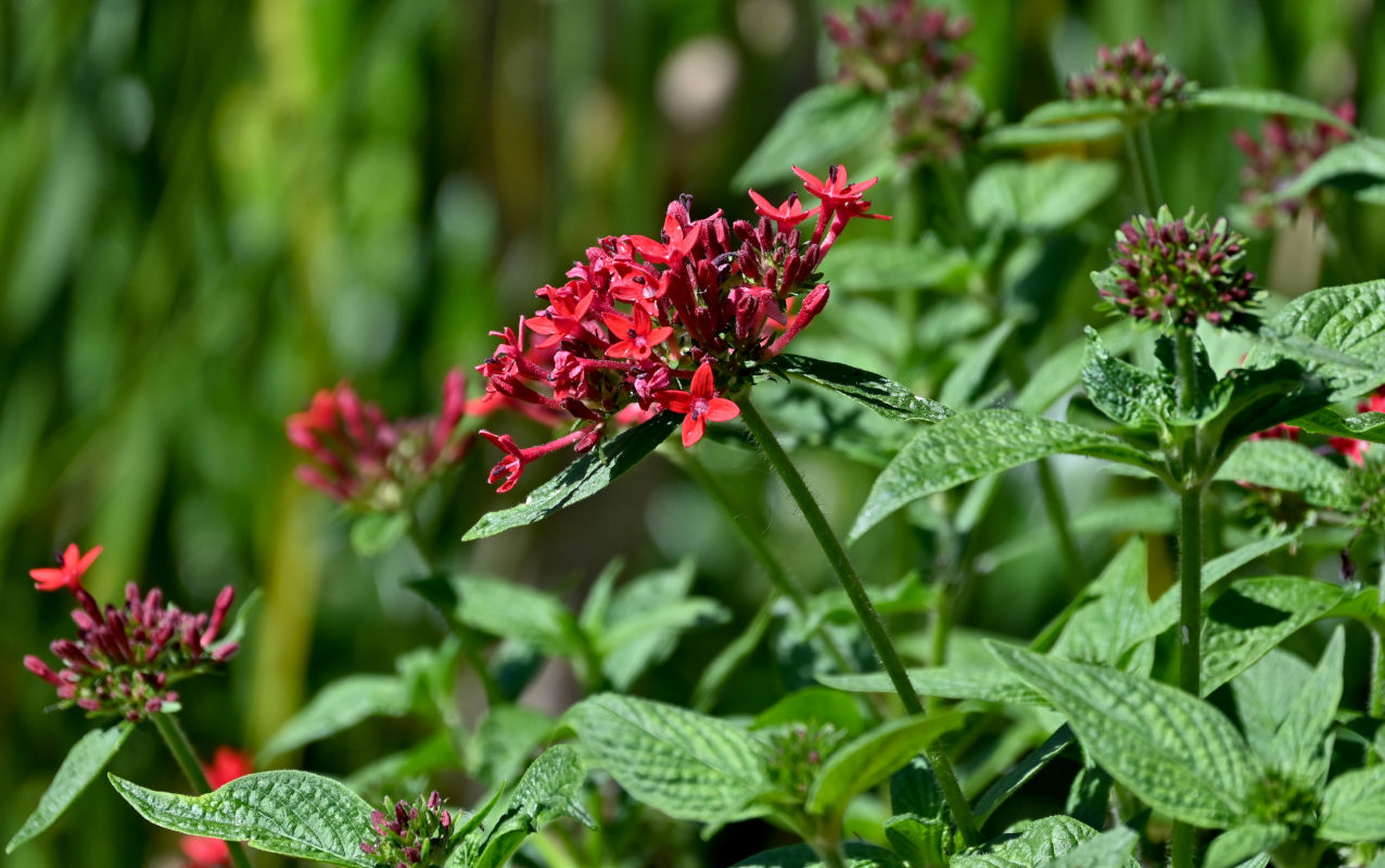Image of Pentas lanceolata specimen.