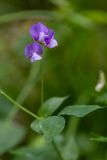 Lathyrus laxiflorus