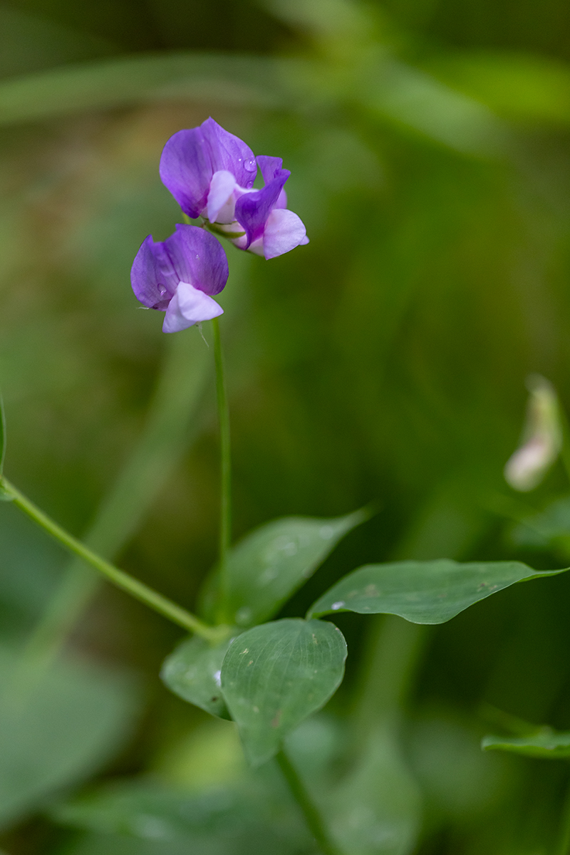 Image of Lathyrus laxiflorus specimen.