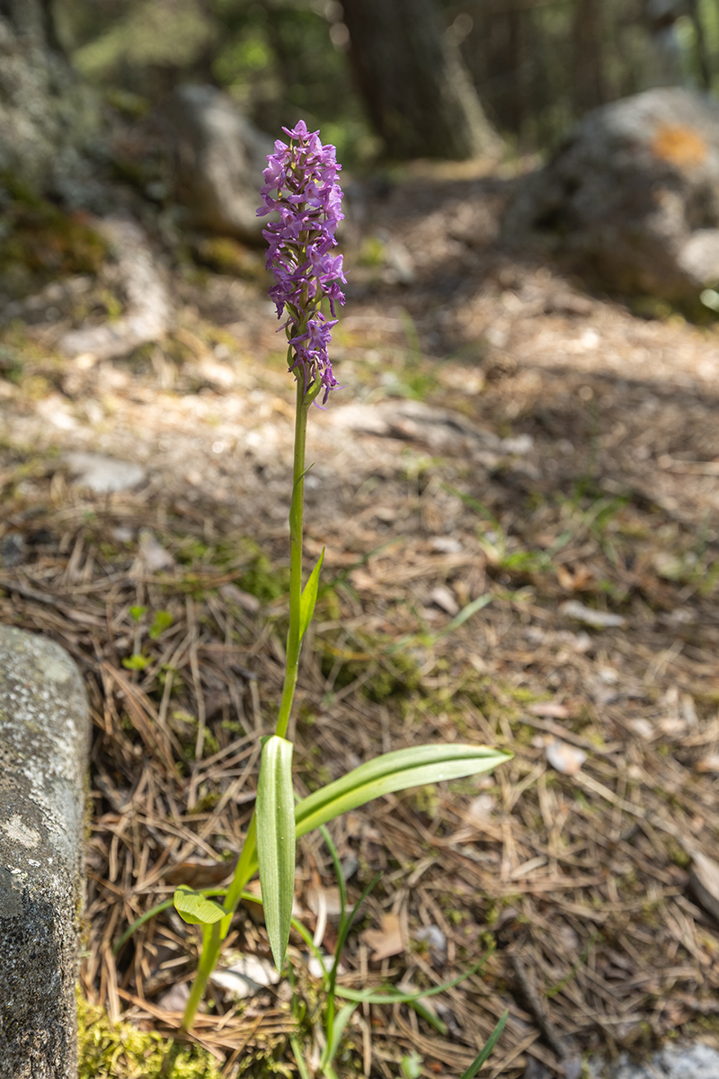 Изображение особи Gymnadenia conopsea.