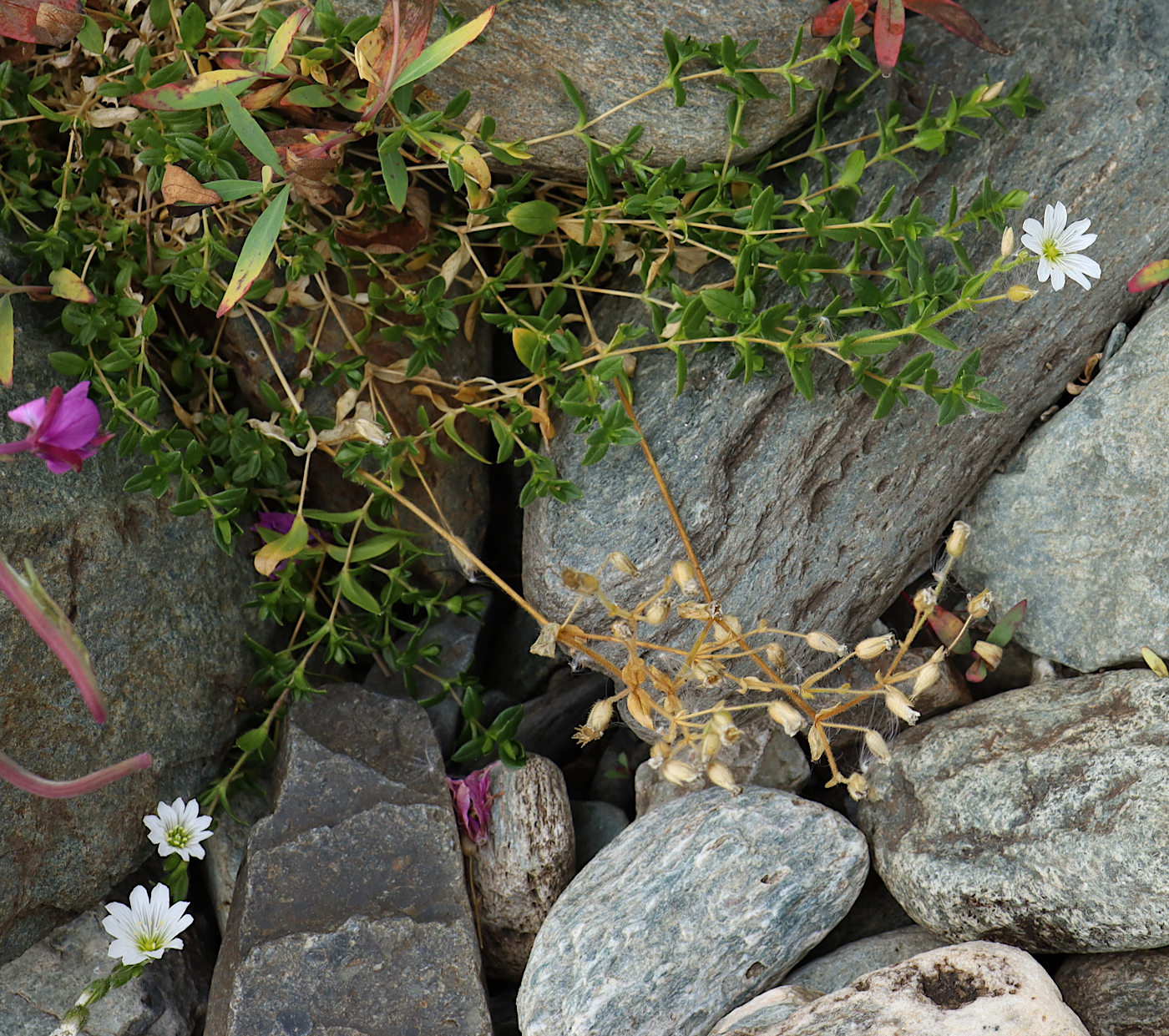 Image of Cerastium jenisejense specimen.