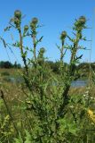 Cirsium vulgare. Верхушка растения с развивающимися соцветиями. Беларусь, Витебская обл., окр. дер. Местечко, разнотравно-злаковый суходольный луг. 17.07.2026.