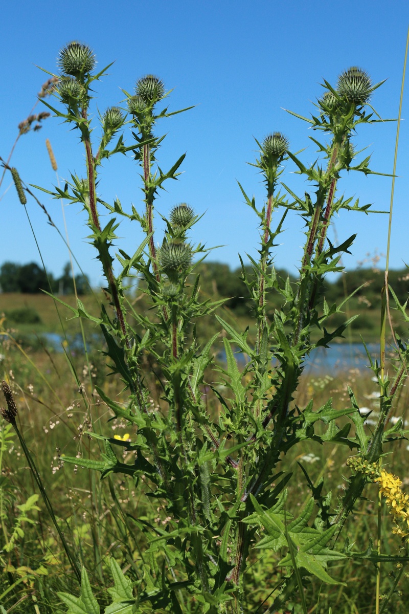 Изображение особи Cirsium vulgare.