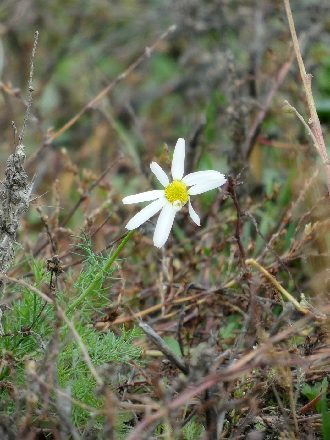 Image of Tripleurospermum inodorum specimen.