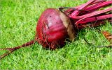 Beta vulgaris. Нижняя часть растения (\"корнеплод\"), извлечённая из земли. Московская обл., Раменский р-н, окр. дер. Хрипань, садовый участок 13.09.2026.