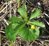Ranunculus cassubicus
