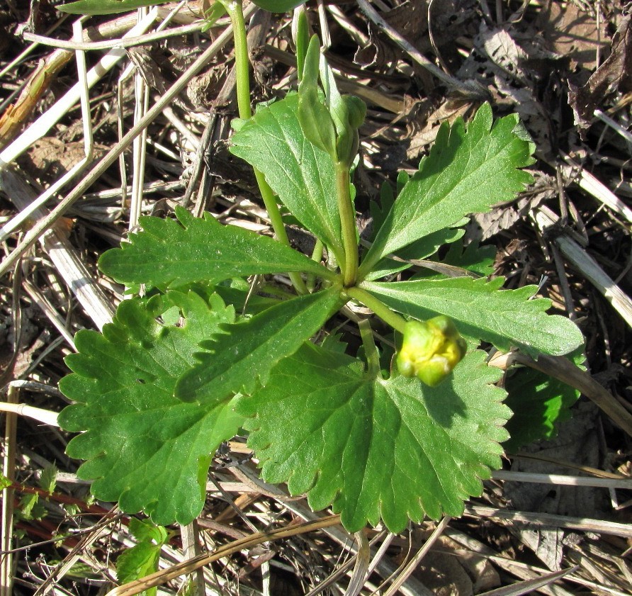 Изображение особи Ranunculus cassubicus.