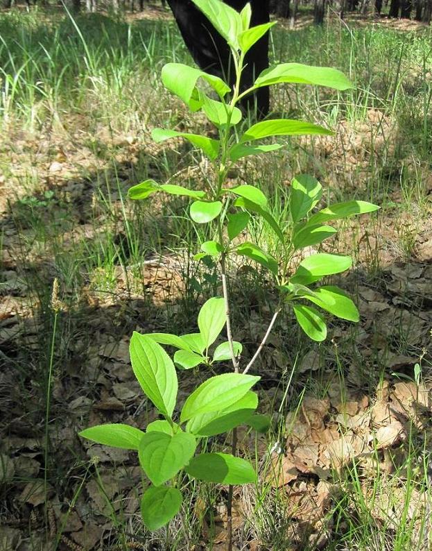 Изображение особи Rhamnus cathartica.