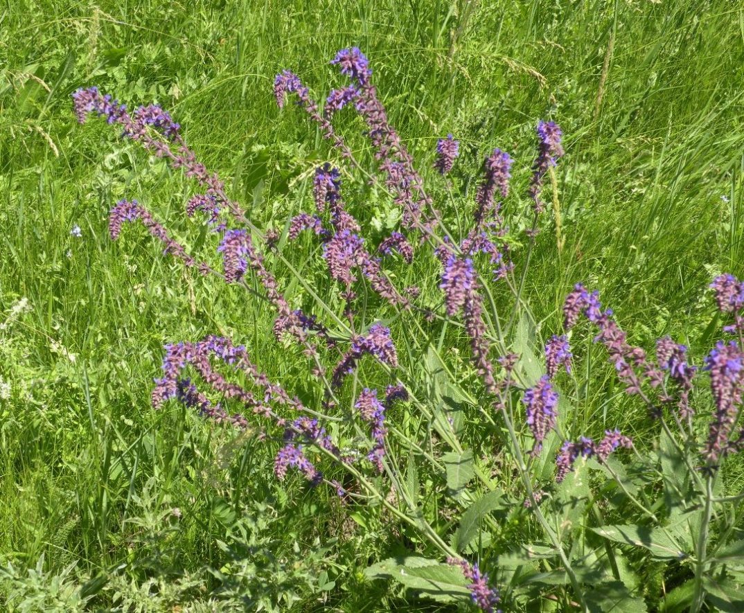 Изображение особи Salvia betonicifolia.