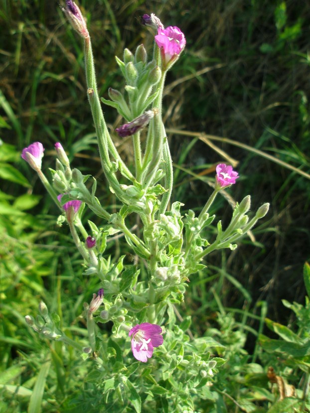 Изображение особи Epilobium hirsutum.