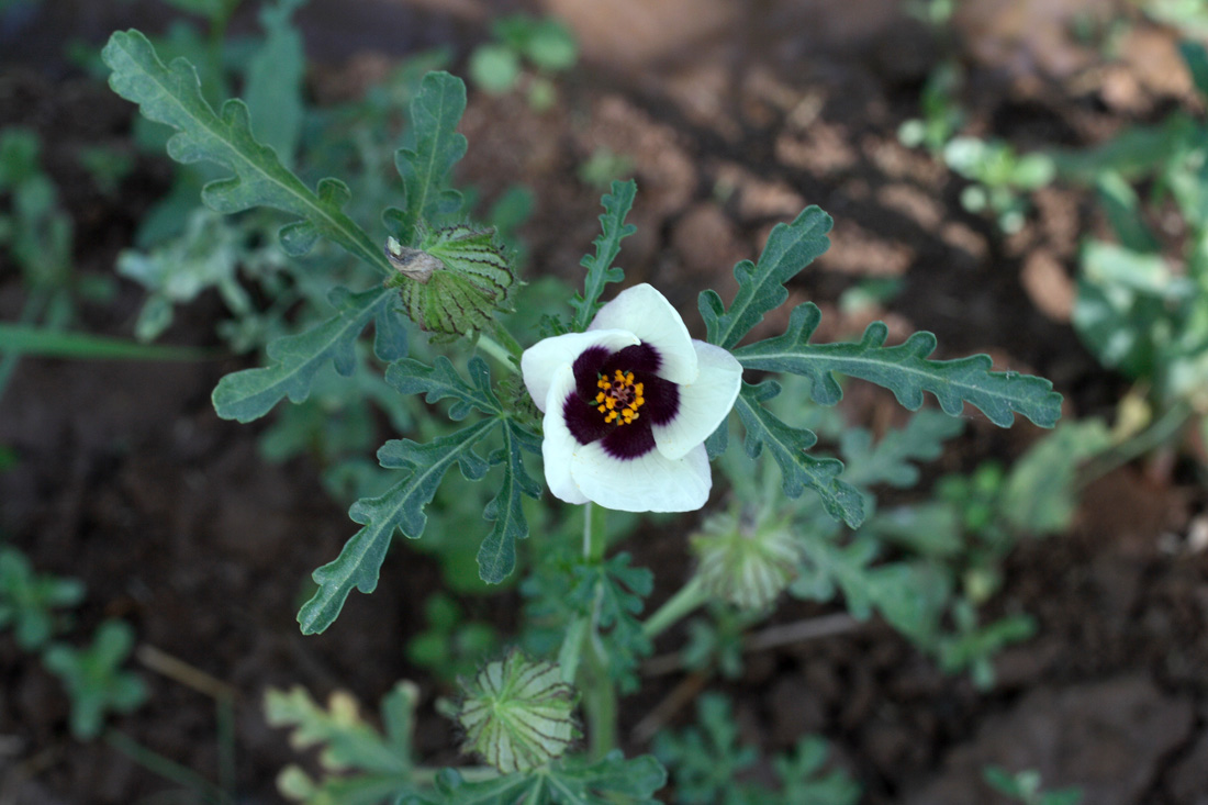 Изображение особи Hibiscus trionum.