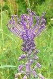 Leopoldia comosa