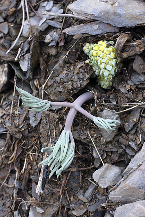 Image of Leontice ewersmanni specimen.