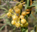 Cuscuta cesatiana