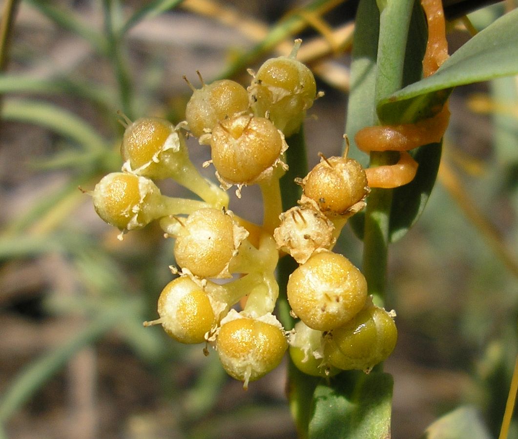 Image of Cuscuta cesatiana specimen.