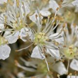 Filipendula ulmaria