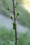 Verbascum blattaria. Нижняя часть незрелого соплодия. Запорожье, о. Хортица, остепнённая поляна. 14.07.2011.