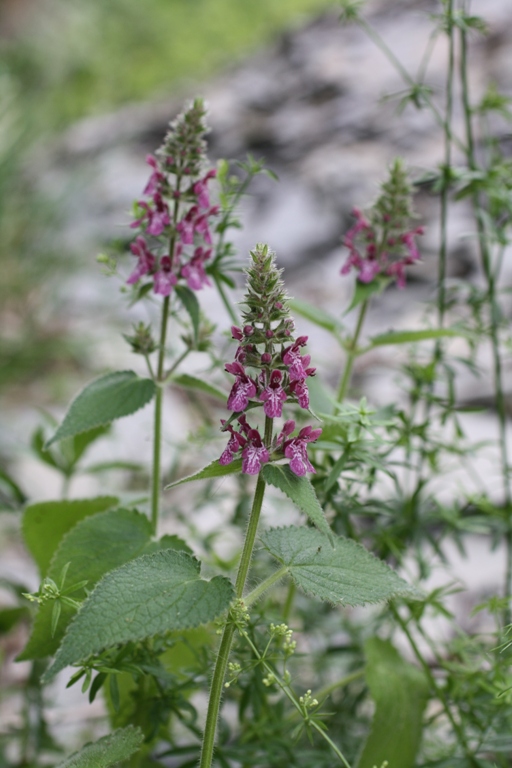 Изображение особи Stachys sylvatica.