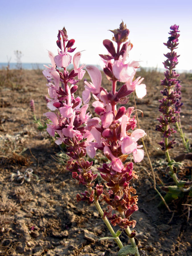 Изображение особи Salvia tesquicola.