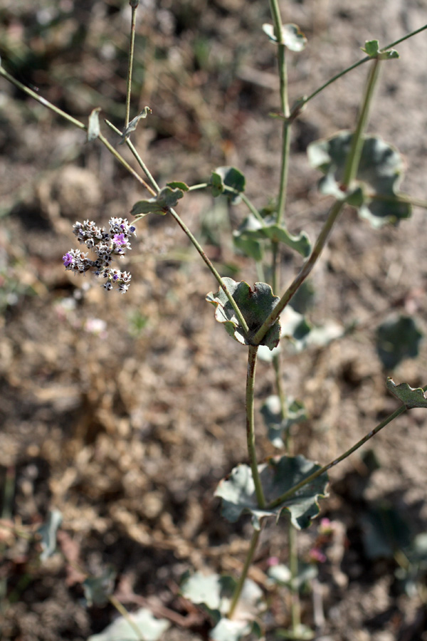 Изображение особи Limonium reniforme.