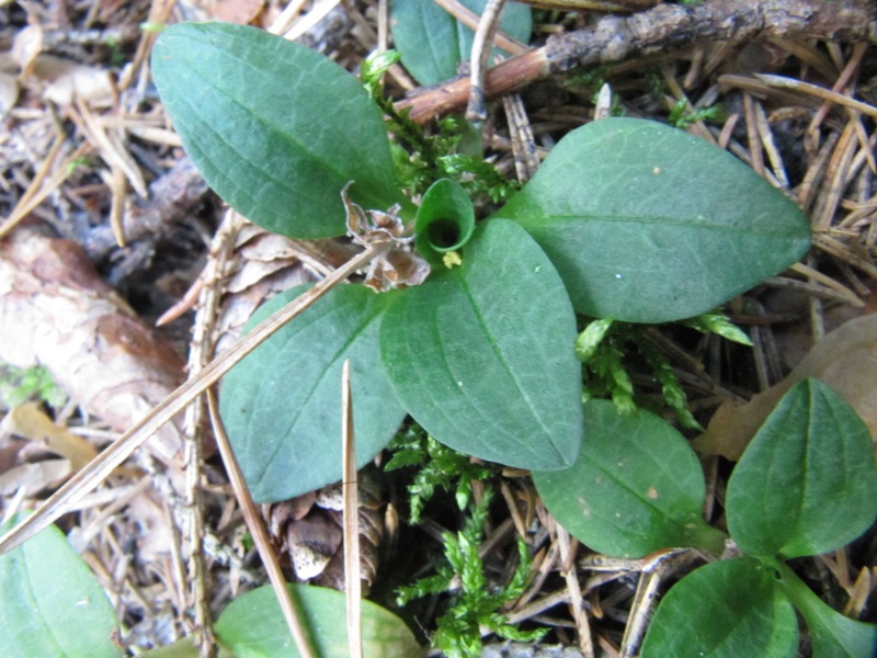 Image of Goodyera repens specimen.