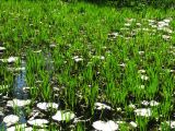 Stratiotes aloides