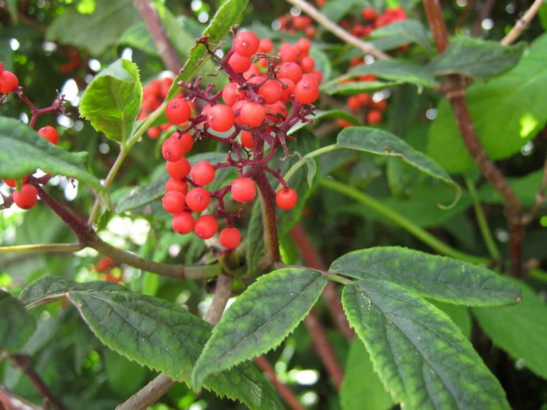 Image of Sambucus racemosa specimen.