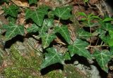 Hedera helix