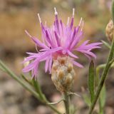 Centaurea pseudoleucolepis. Соцветие. Украина, Донецкая обл., Володарский р-н, заповедник \"Каменные Могилы\", выходы гранита. 07.08.2011.