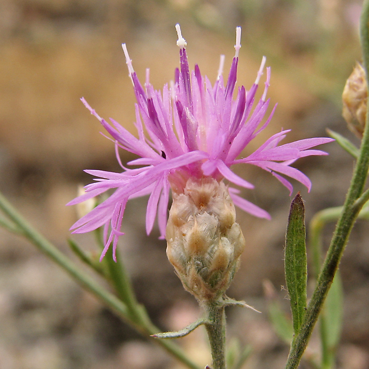 Image of Centaurea pseudoleucolepis specimen.